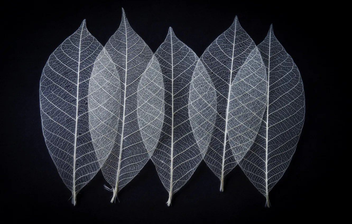 Photo wallpaper leaves, skeleton, veins