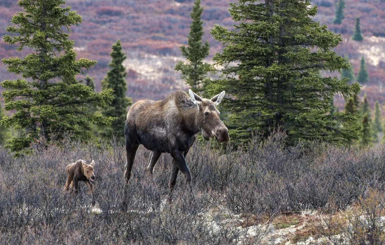 Photo wallpaper trees, moose