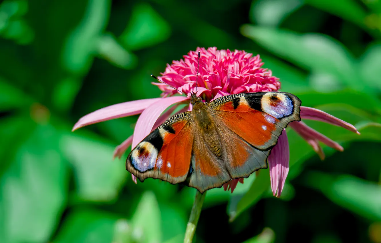 Photo wallpaper macro, flowers, butterfly, peacock, echinocea