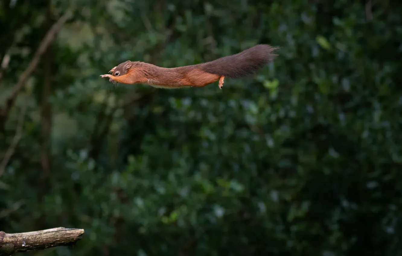 Photo wallpaper flight, protein, flight, squirrel, Mark Stewart