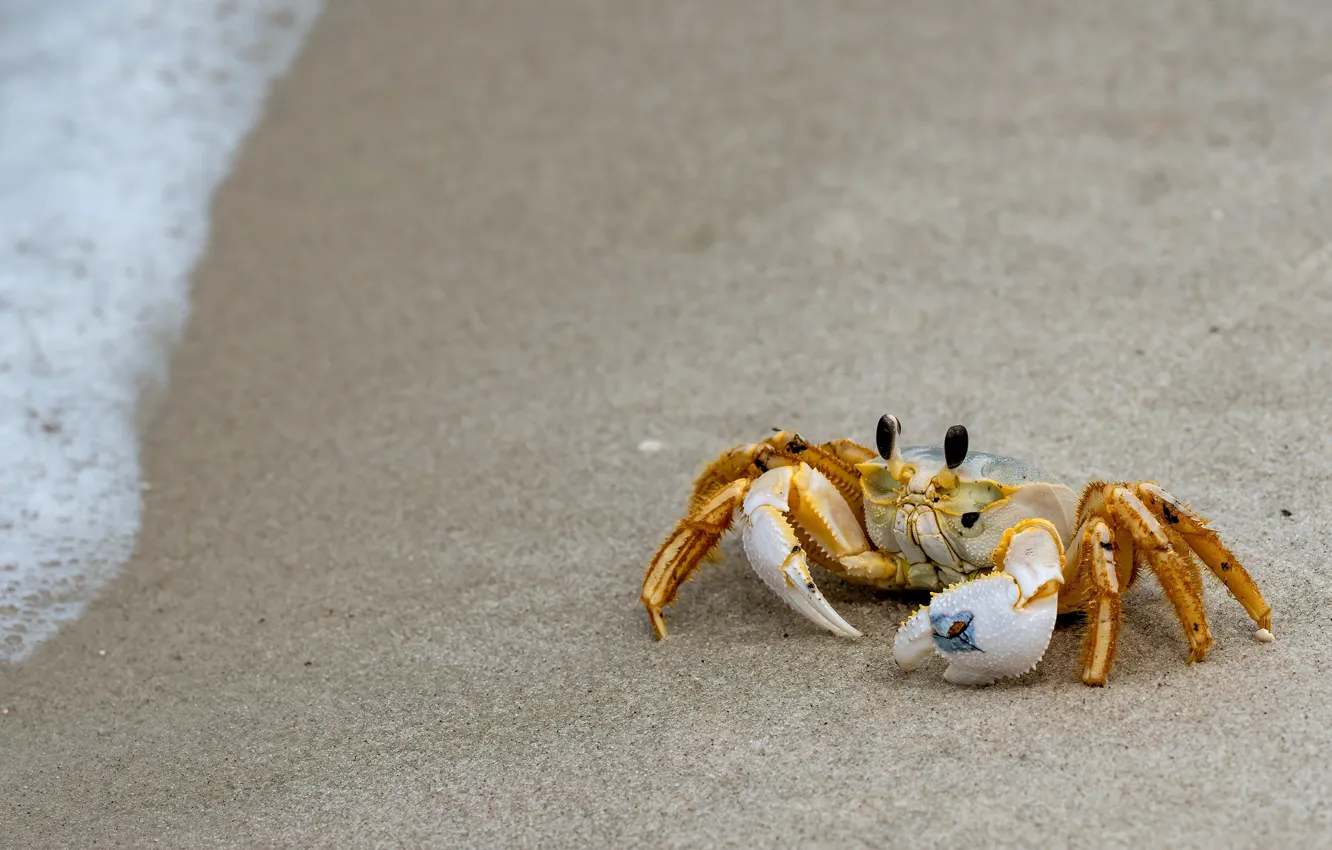Photo wallpaper sand, sea, beach, foam, yellow, nature, shore, crab