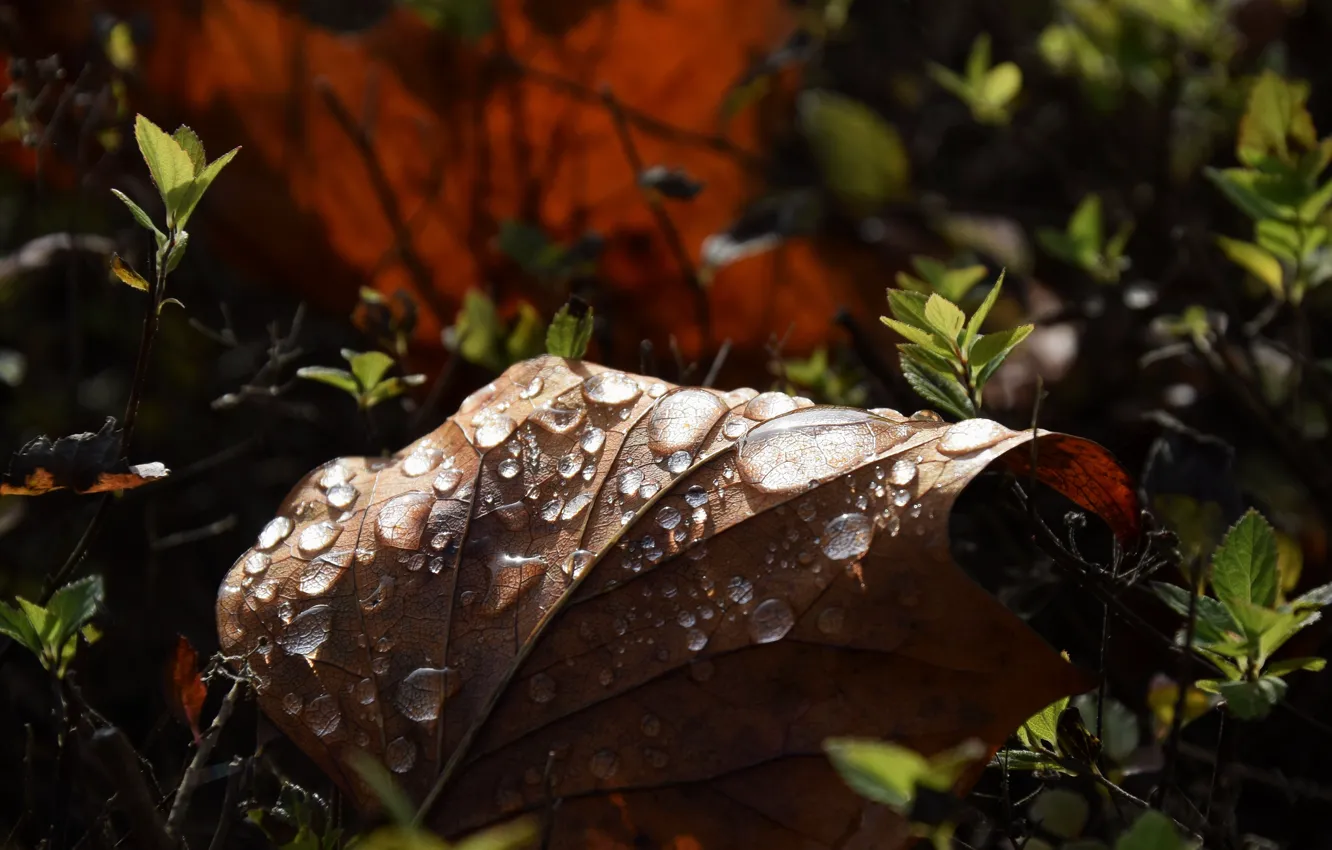 Photo wallpaper autumn, leaves, drops, macro, light, nature, leaf