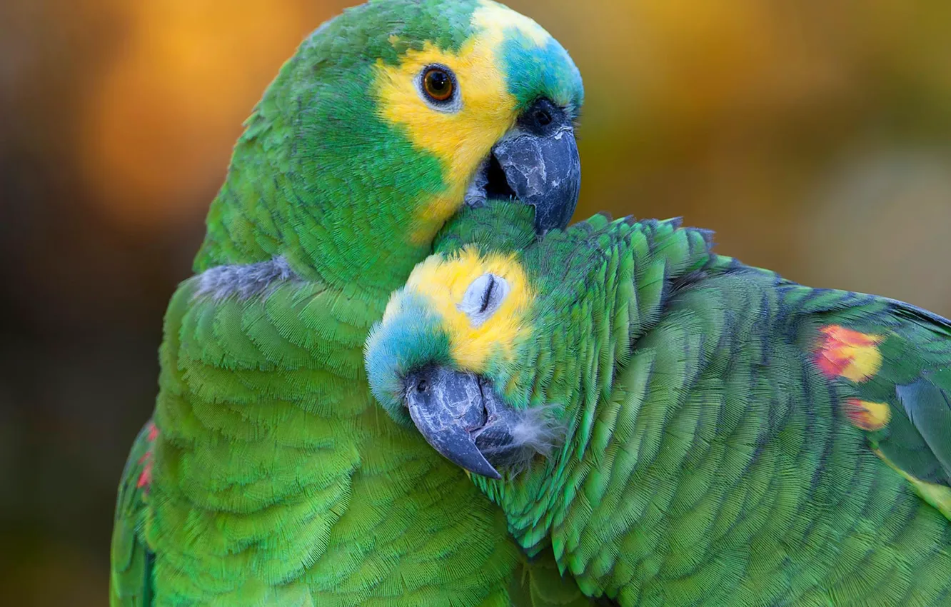 Photo wallpaper bird, beak, parrot, pair, Sidelobes Amazon