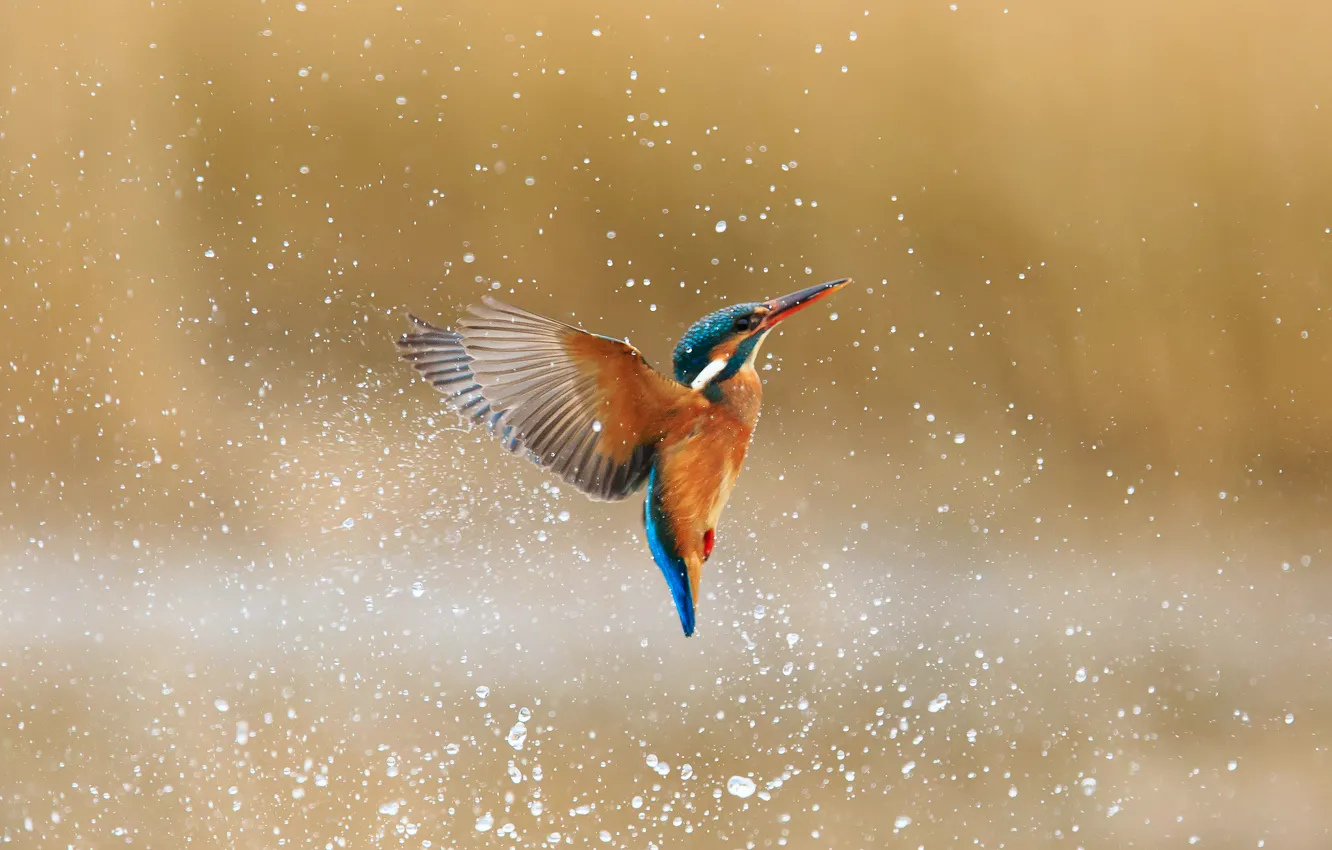 Photo wallpaper water, drops, squirt, bird, kingfisher, alcedo atthis, common Kingfisher