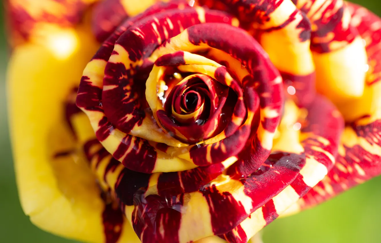Photo wallpaper drops, macro, roses, buds