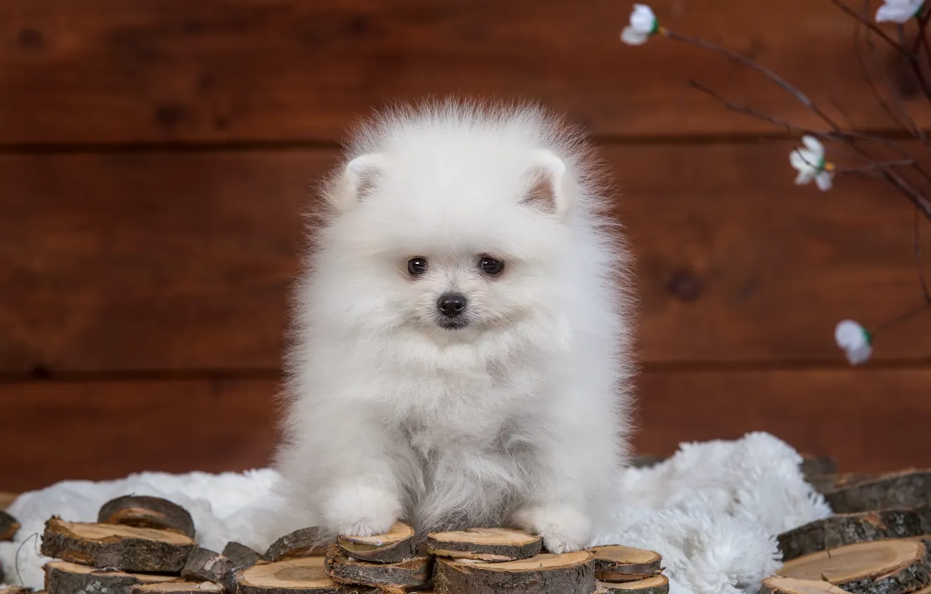 Photo wallpaper white, fluffy, puppy, Spitz