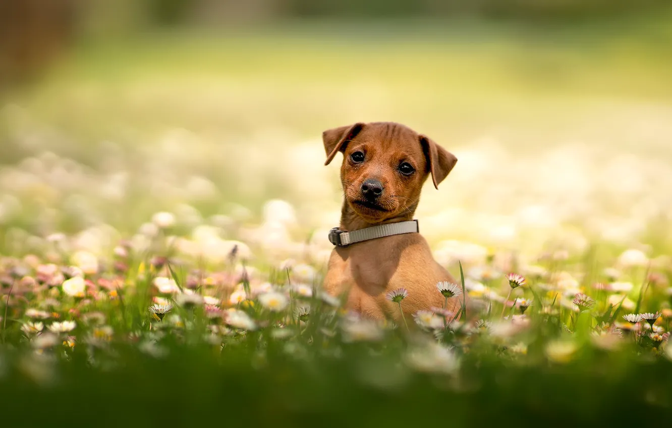 Photo wallpaper look, flowers, dog, puppy, face, doggie, Daisy