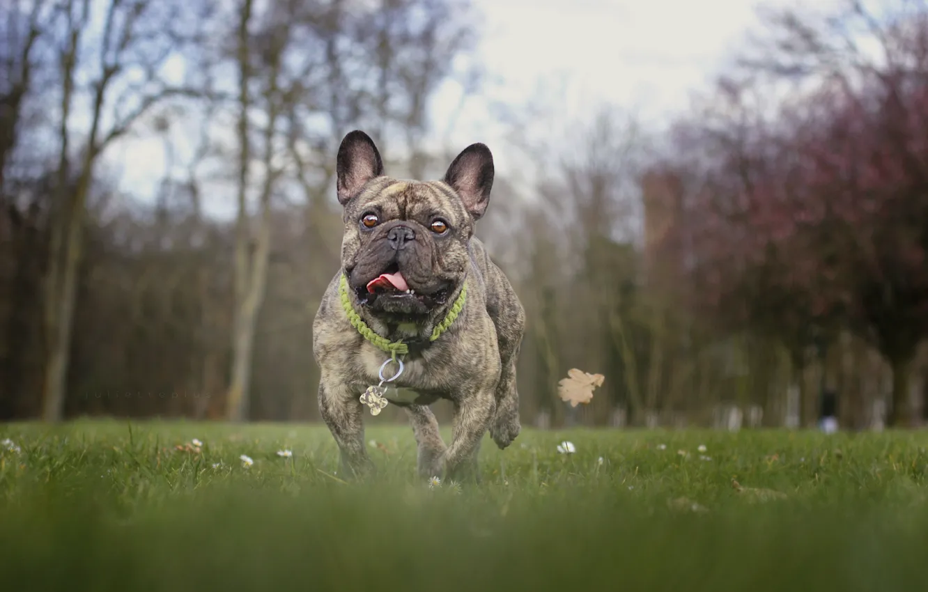 Photo wallpaper look, each, dog