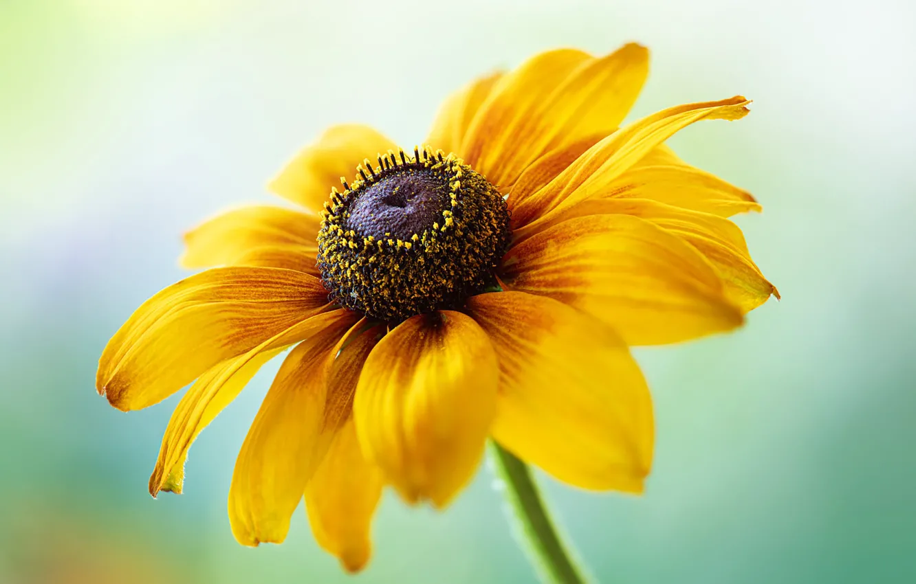 Photo wallpaper macro, flowers, yellow, rudbeckia