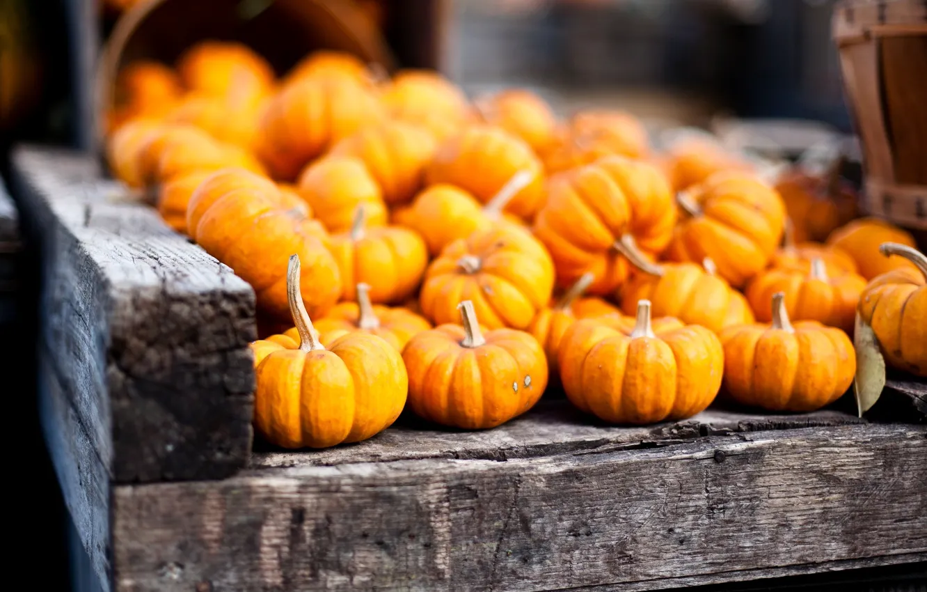 Photo wallpaper autumn, harvest, pumpkin, orange, vegetables, basket
