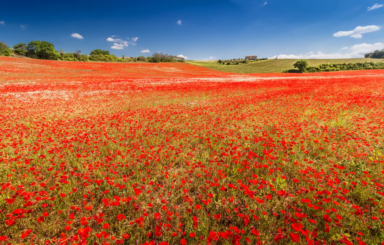 Photo wallpaper field, flowers, France, Maki, meadow, Provence-Alpes-Cote d'azur, Valensole