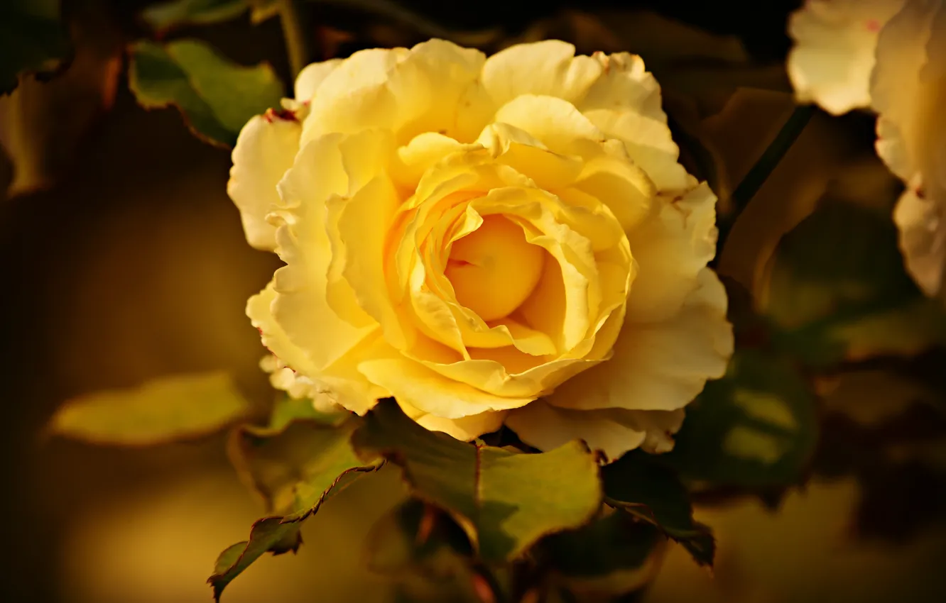 Photo wallpaper rose, Bush, Bud, yellow