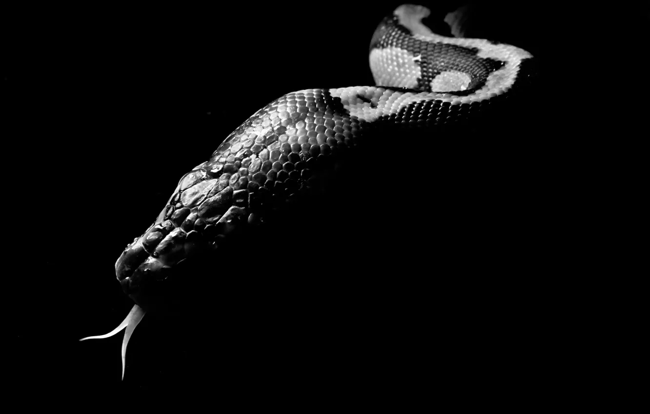 Photo wallpaper language, background, Wallpaper, black, snake