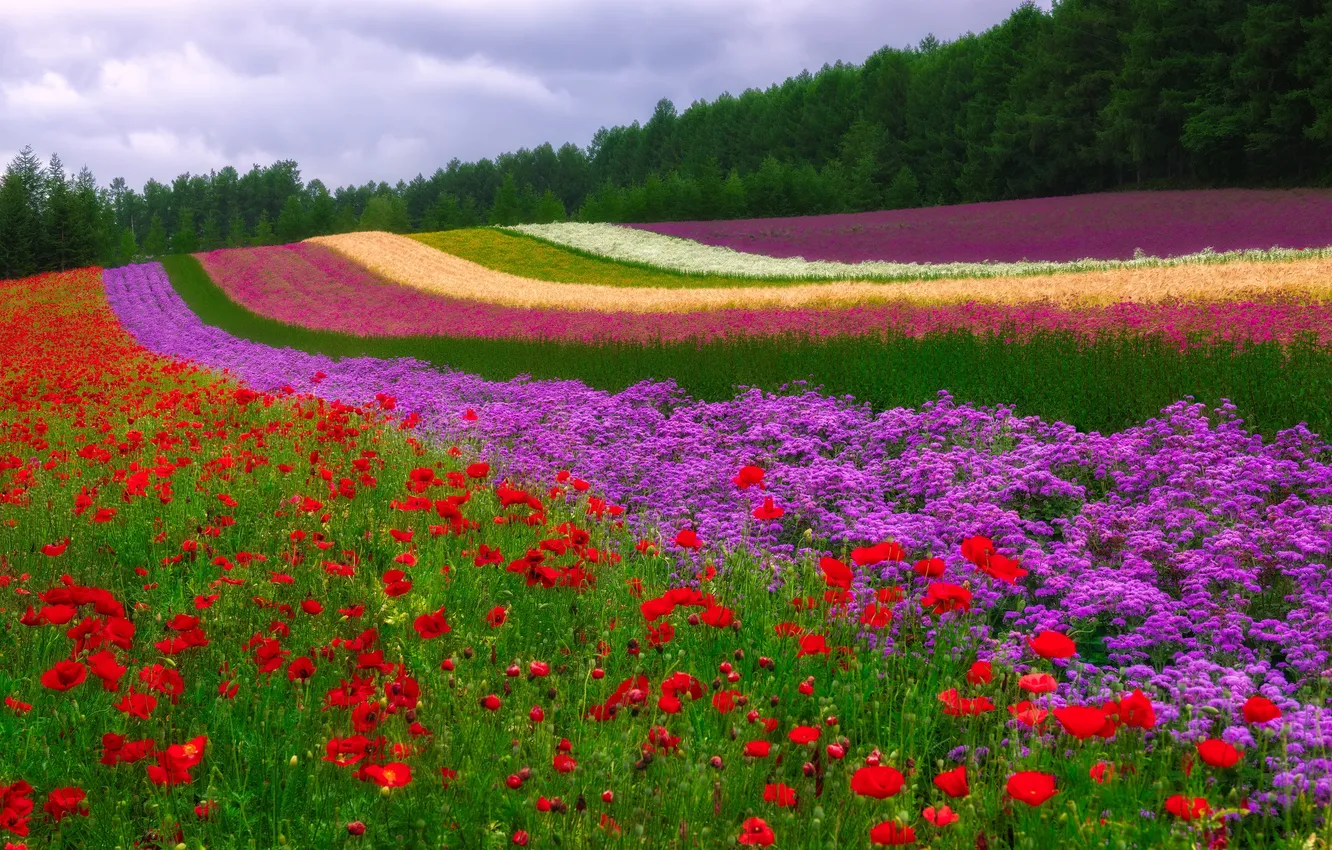Photo wallpaper field, trees, landscape, flowers