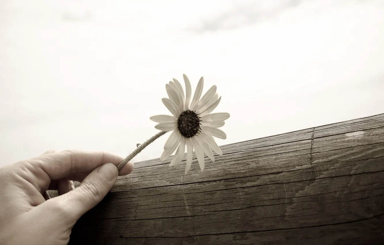 Photo wallpaper macro, chamomile, hands