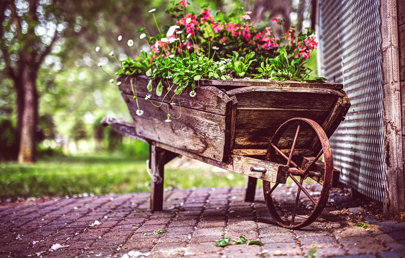 Photo wallpaper flowers, treatment, cars