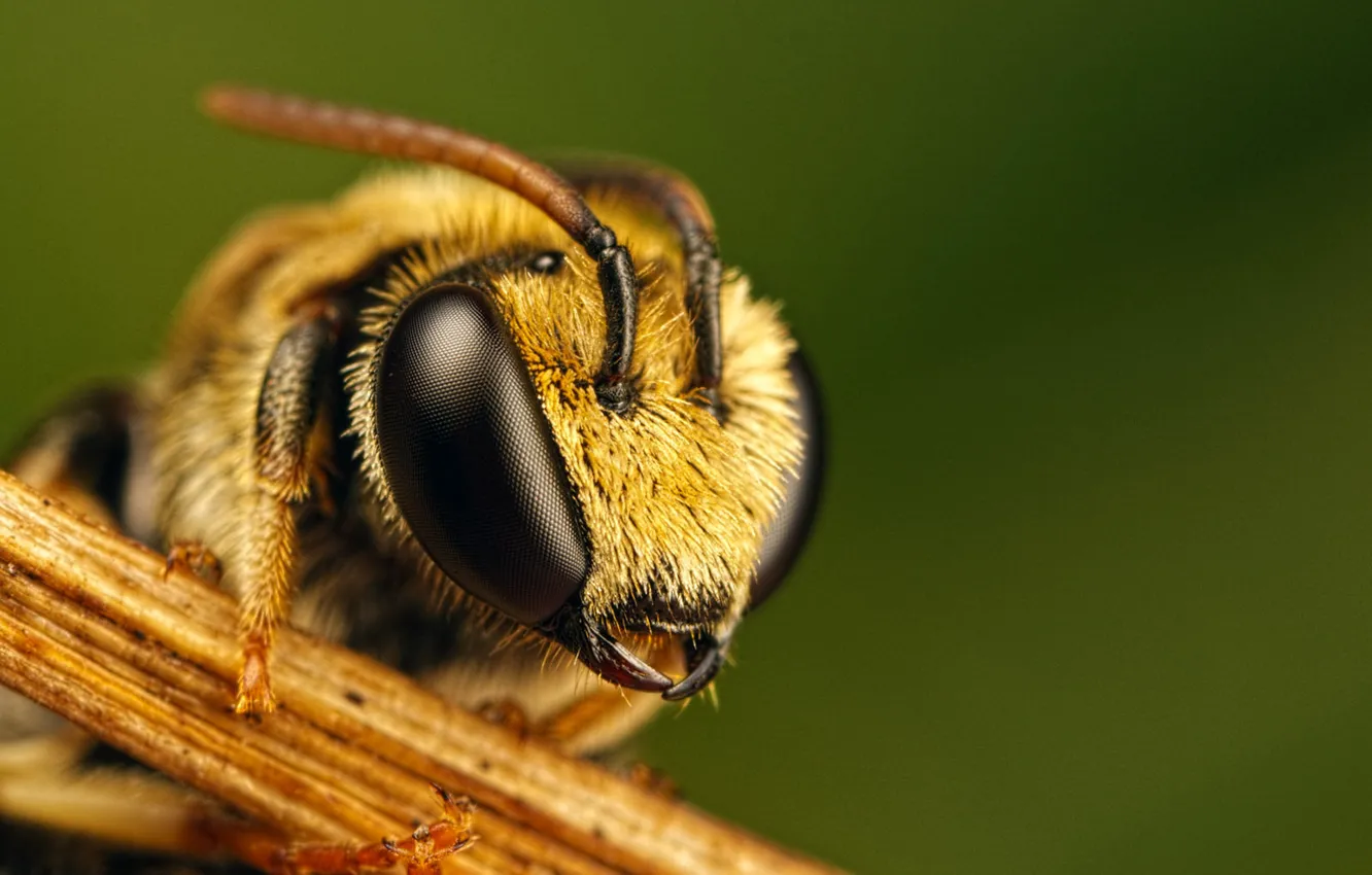 Photo wallpaper bee, eyes, Gymnast