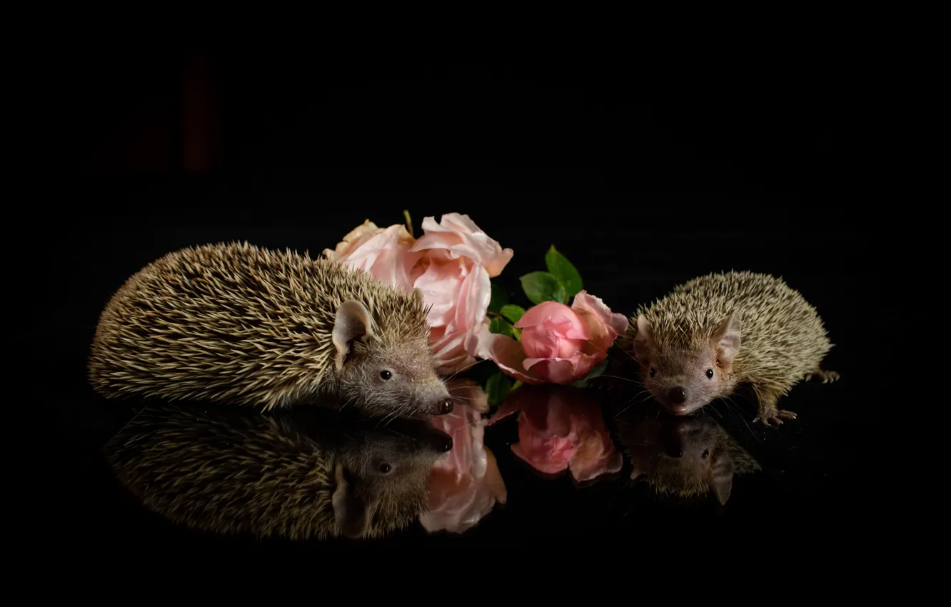 Photo wallpaper look, flowers, reflection, roses, muzzle, hedgehog, pink, black background