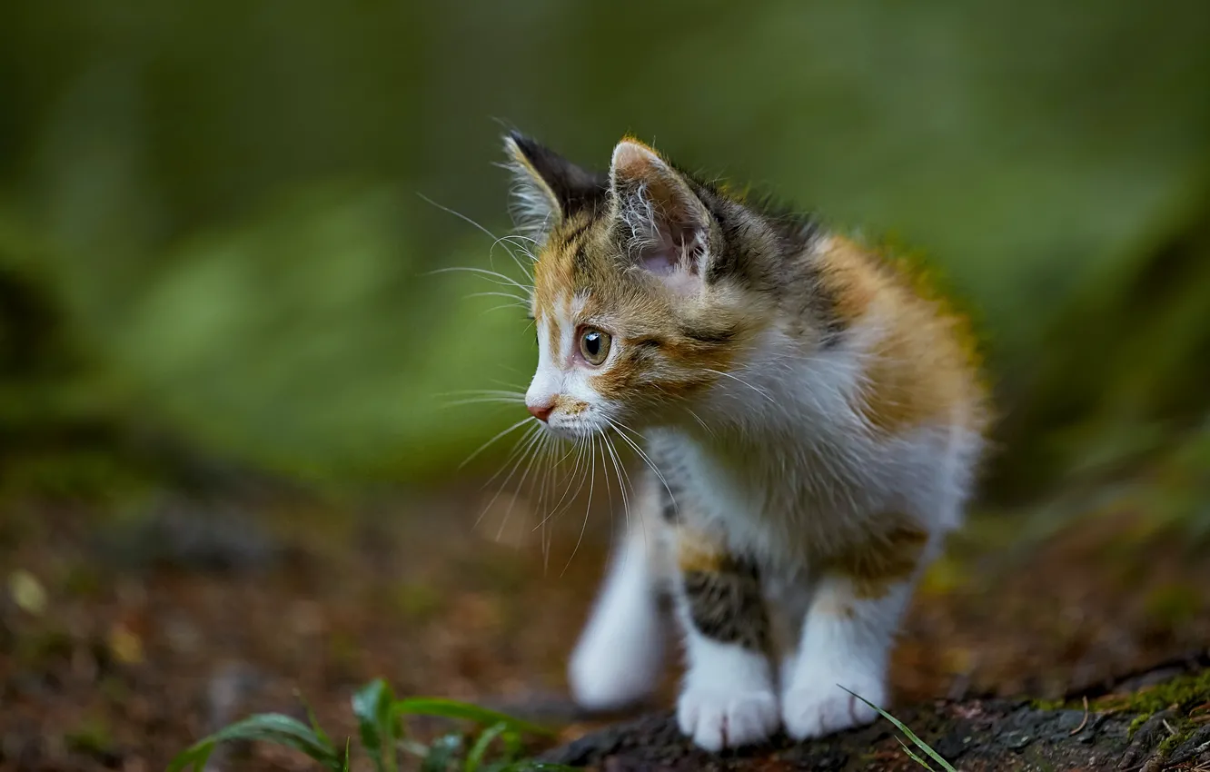 Photo wallpaper cat, look, face, nature, pose, baby, profile, kitty