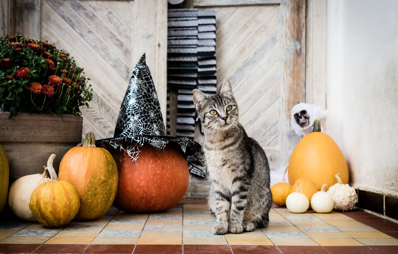 Photo wallpaper autumn, cat, cat, look, flowers, pose, grey, holiday