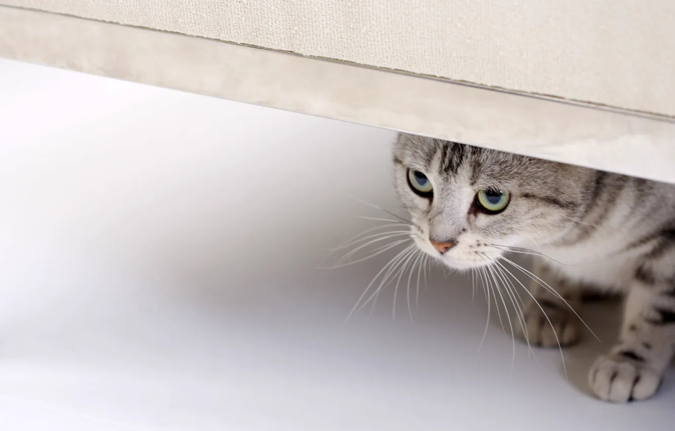 Photo wallpaper cat, eyes, cat, look, looks