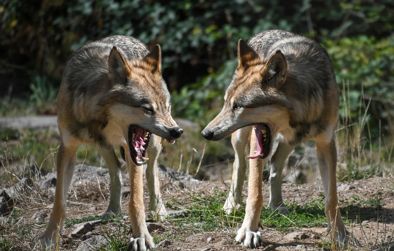 Photo wallpaper Predator, nature, snow, face, animal, wolf, canis lupus, wildlife