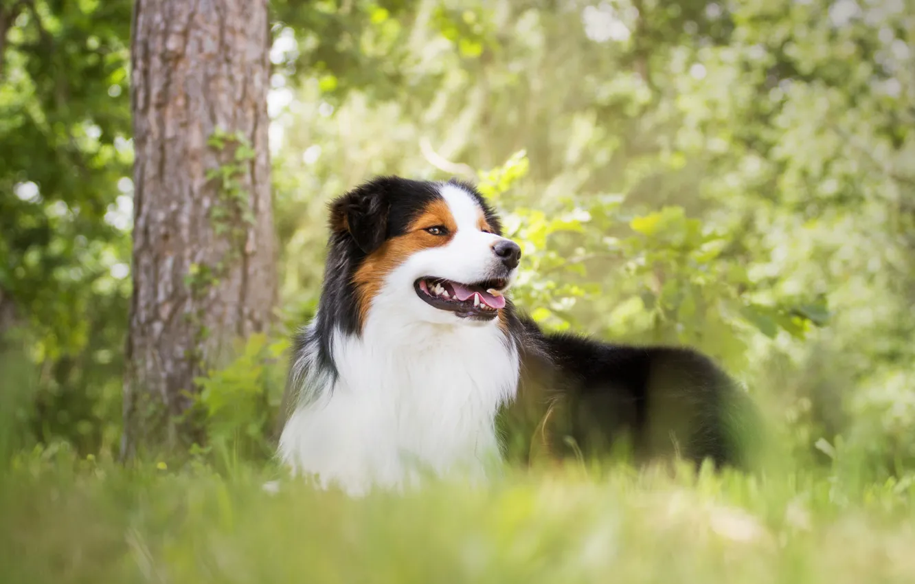 Photo wallpaper grass, trees, nature, Park, dog, spring, lawn, Wallpaper from lolita777