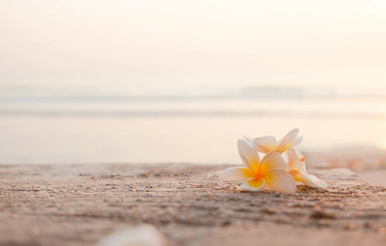 Photo wallpaper sea, beach, flowers, plumeria