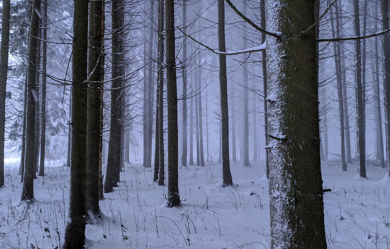 Photo wallpaper winter, forest, snow, trees, nature, fog