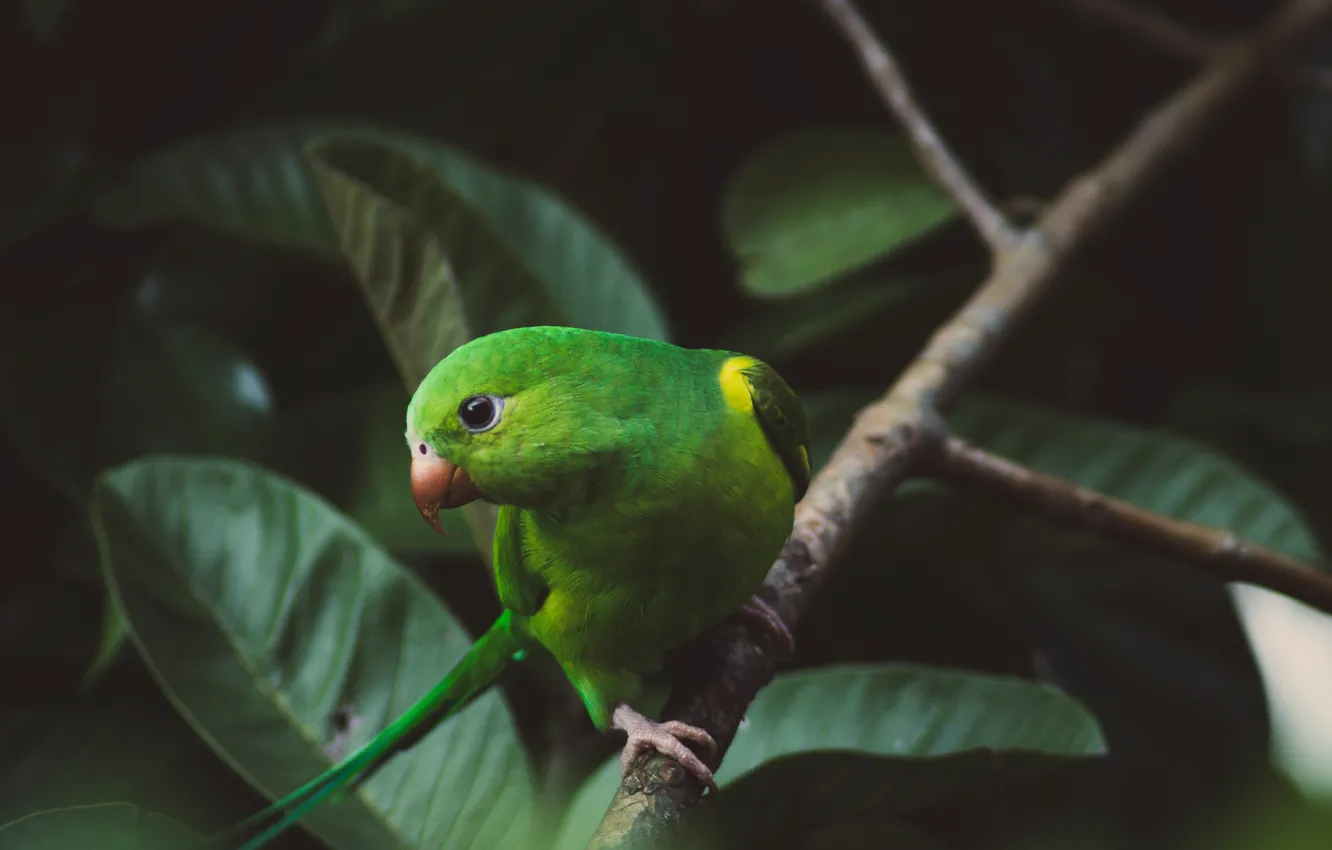 Photo wallpaper leaves, bird, branch, parrot, green, wavy parrot