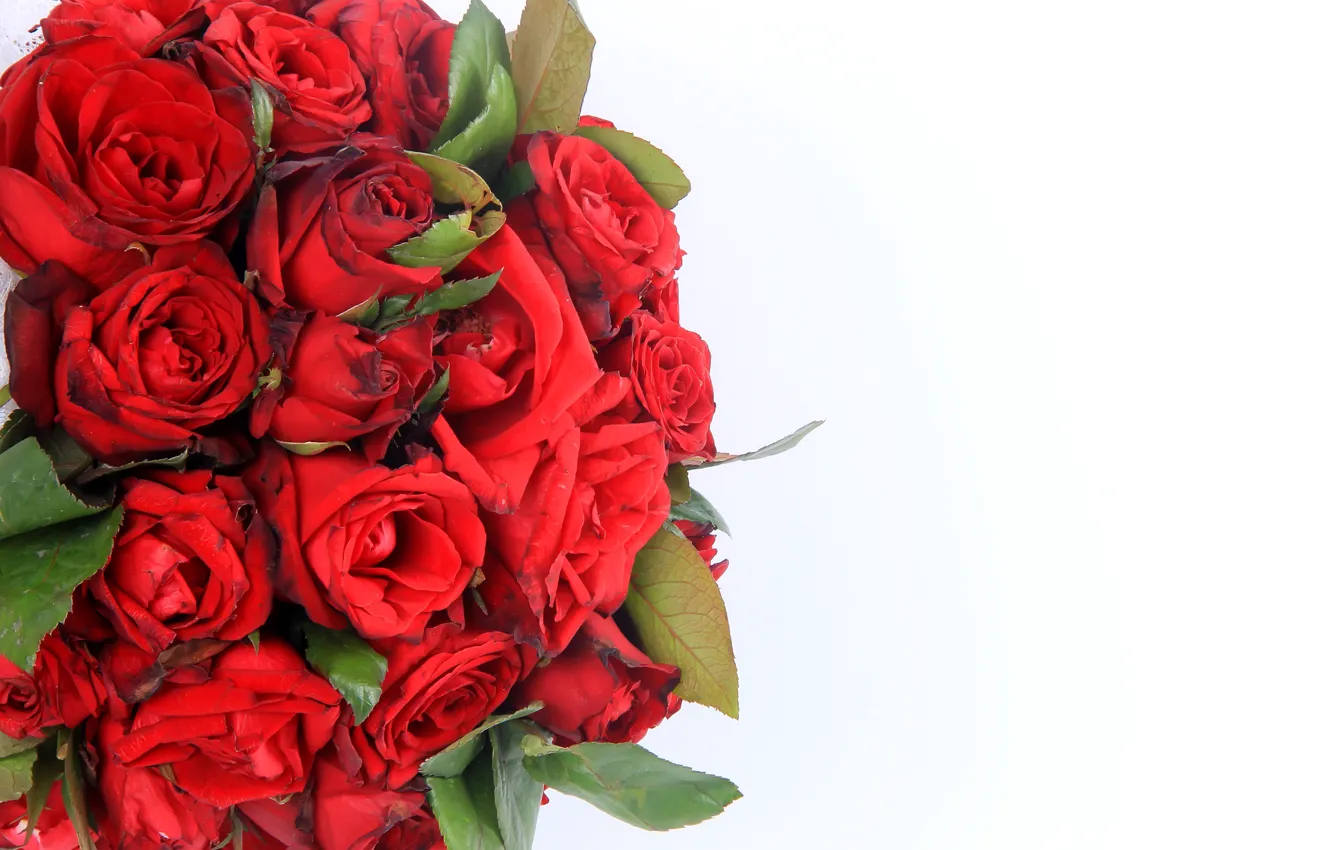 Photo wallpaper flowers, background, roses, bouquet, beautiful