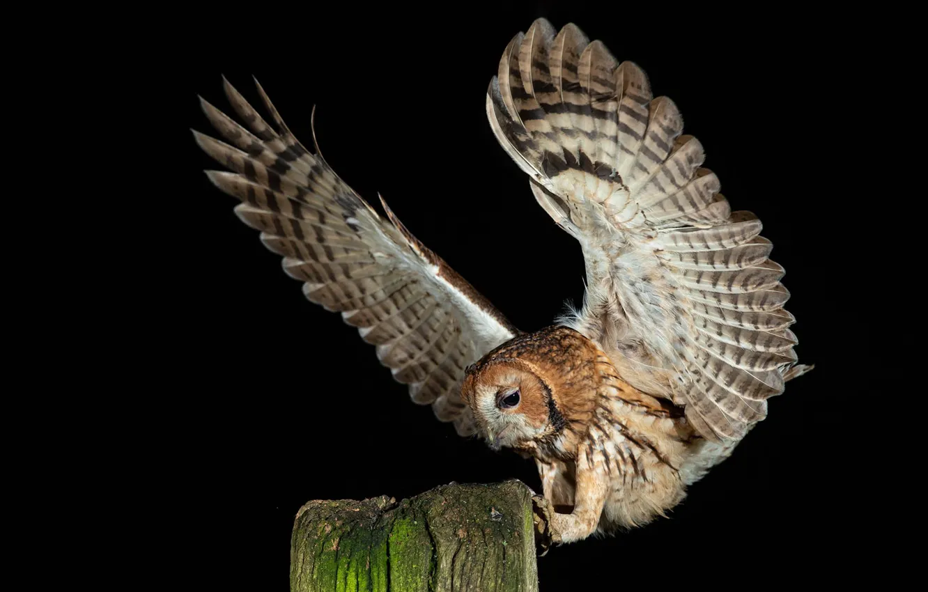 Photo wallpaper bird, Gray owl, Strix aluco
