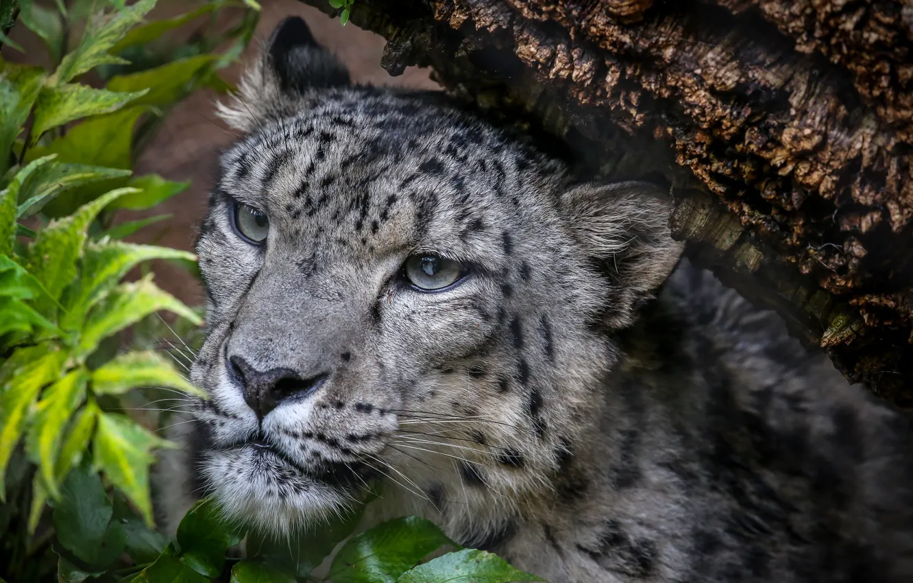 Photo wallpaper snow leopard, snow leopard, IRBIS