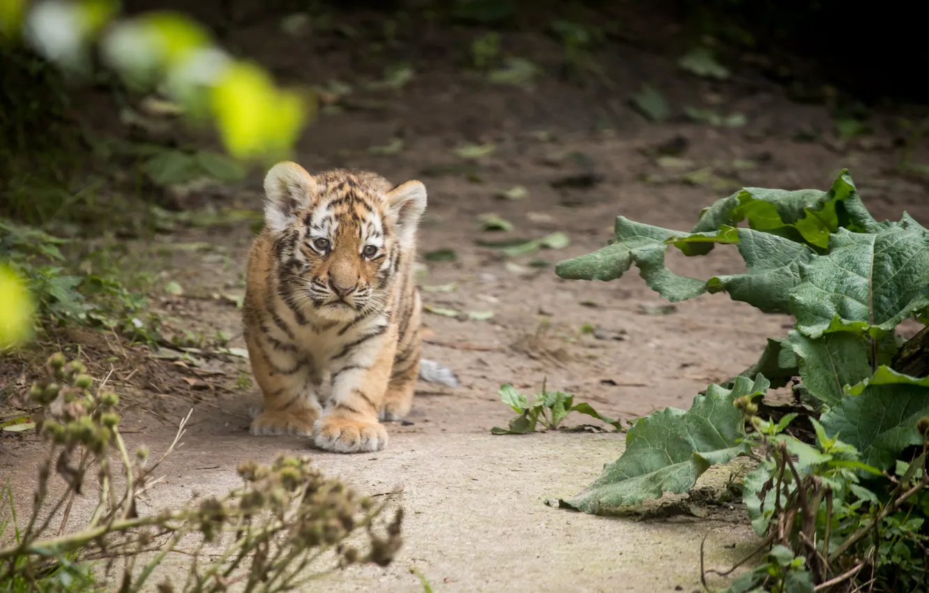 Photo wallpaper cat, tiger, cub, kitty, Amur, burdock