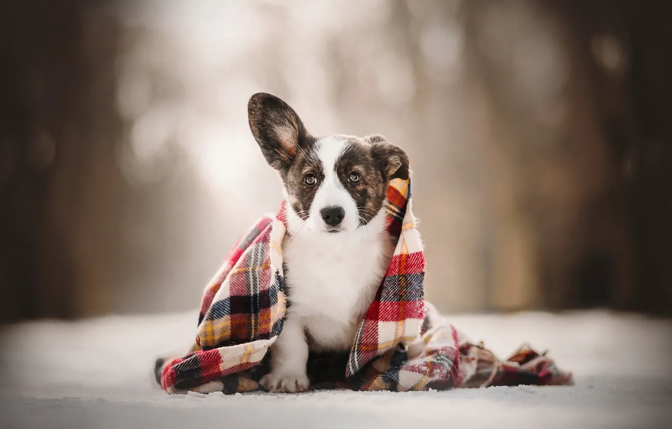 Photo wallpaper look, puppy, plaid, bokeh, doggie, Welsh Corgi