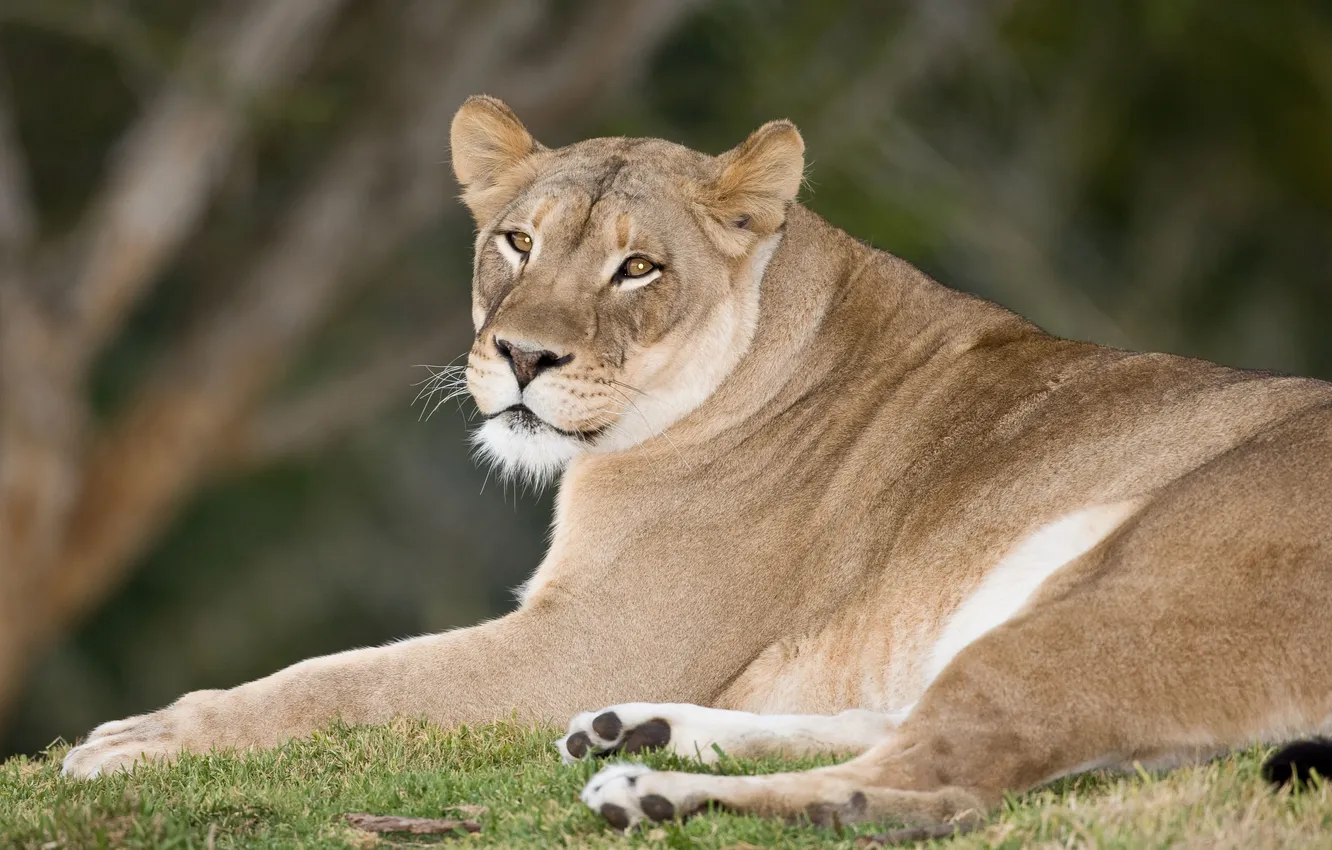 Photo wallpaper cat, grass, look, stay, lioness
