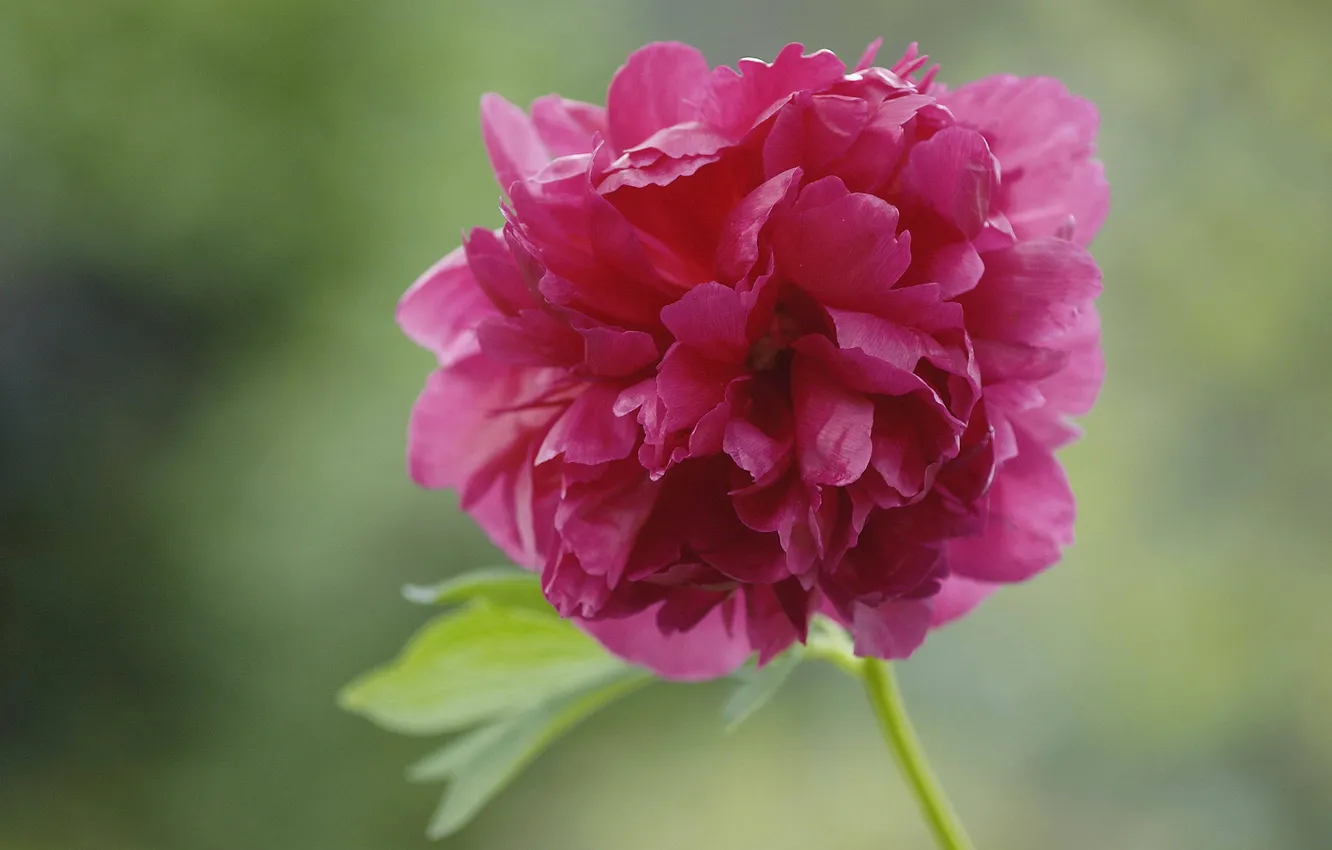 Photo wallpaper background, blur, pink, peonies