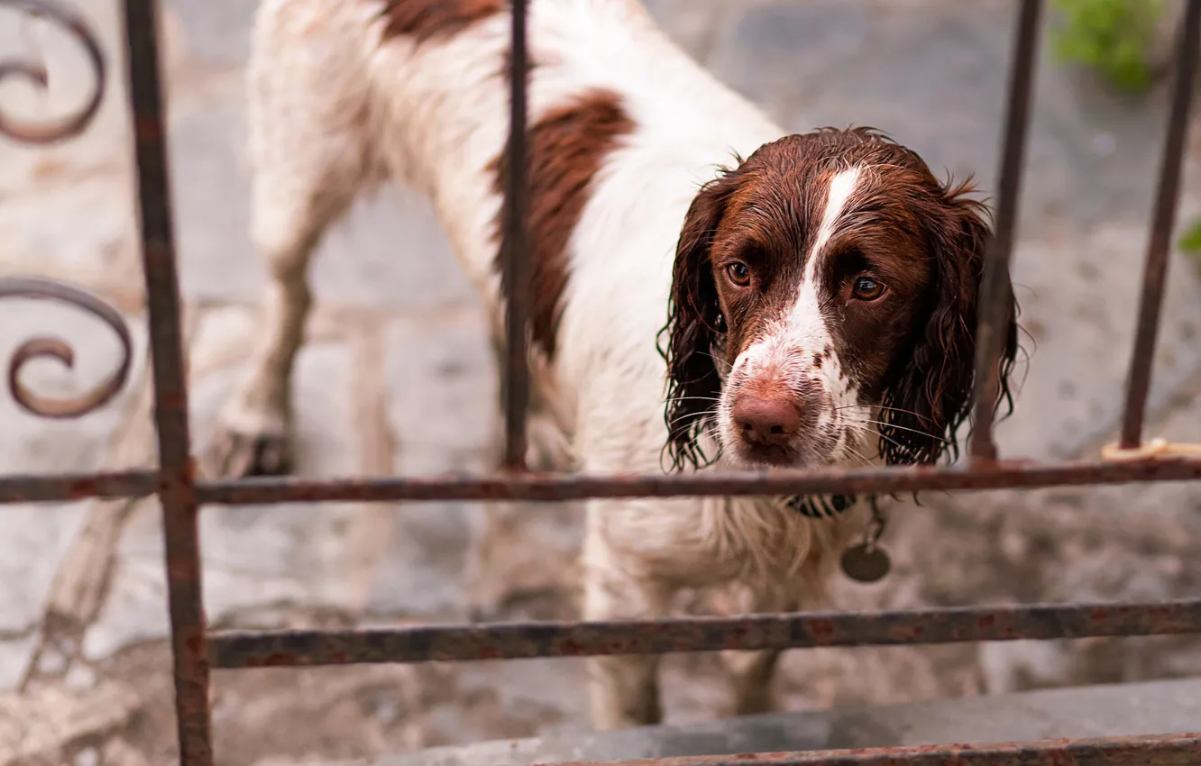 Photo wallpaper look, each, dog