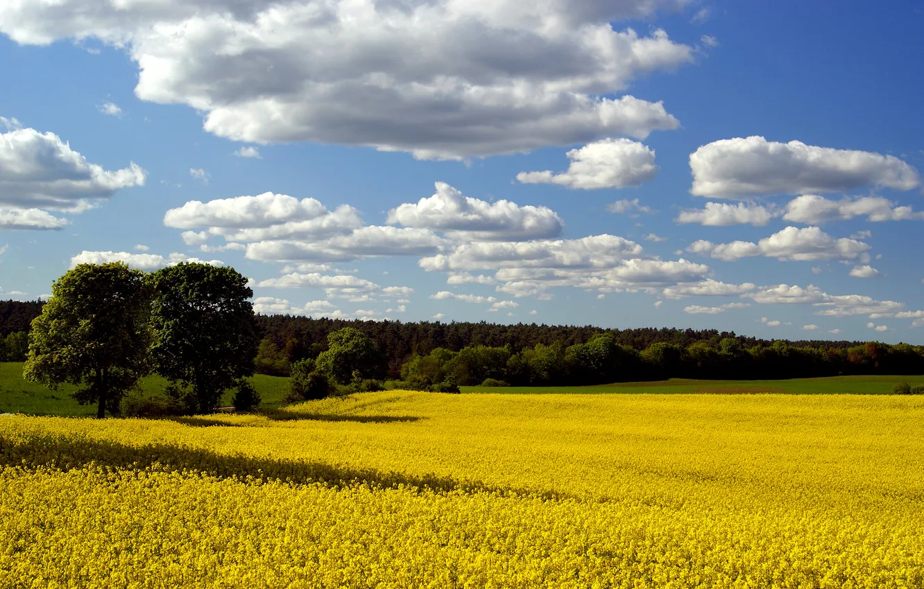 Photo wallpaper field, the sky, trees, spring, rape