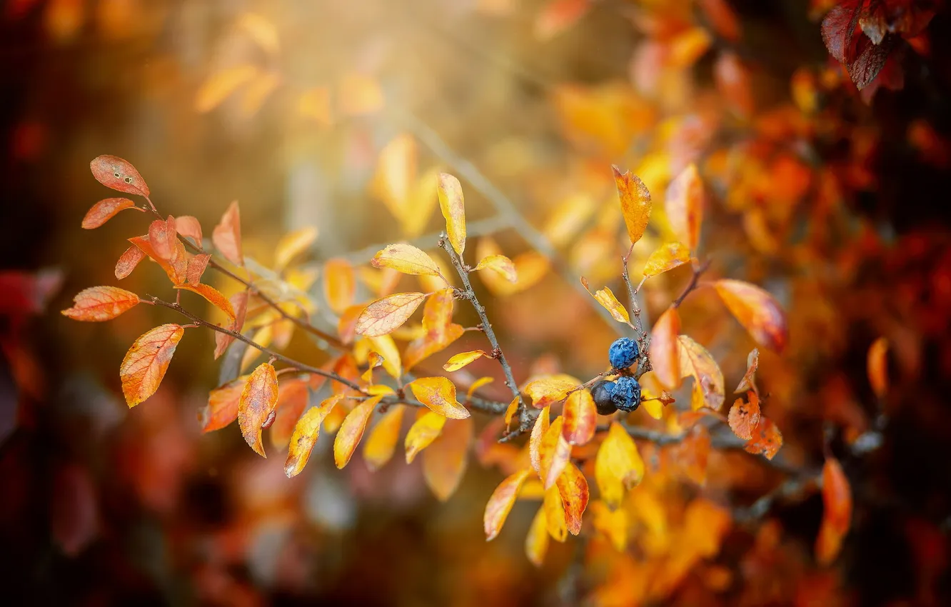 Photo wallpaper autumn, leaves, berries, branch