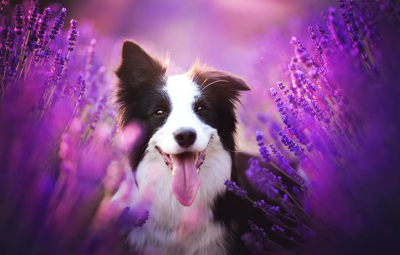 Photo wallpaper language, look, face, flowers, dog, lavender, the border collie
