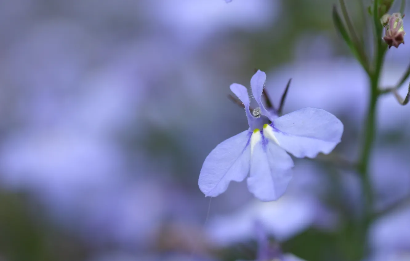 Photo wallpaper flower, macro, blue, nature, lilac, blue, color, petals