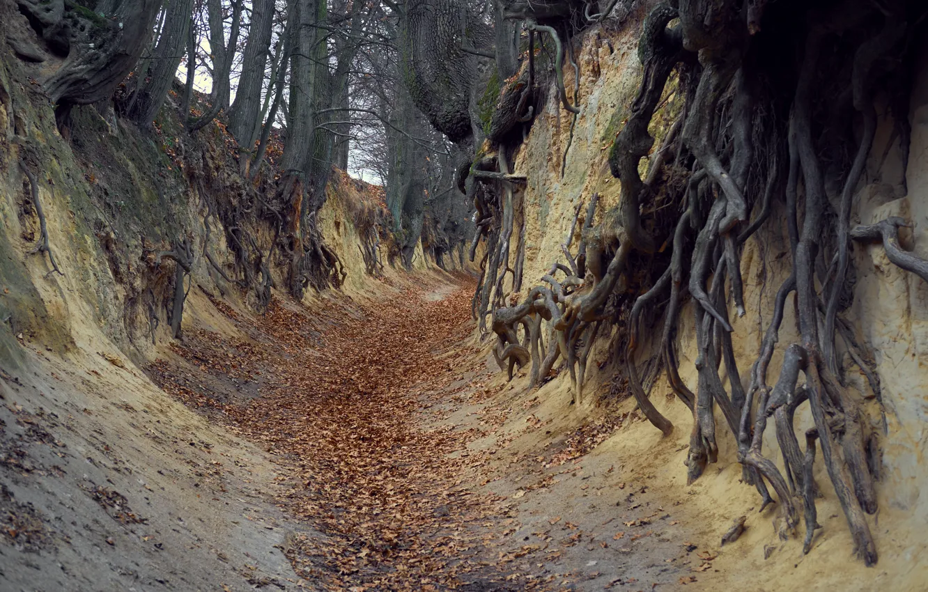 Photo wallpaper trees, nature, roots