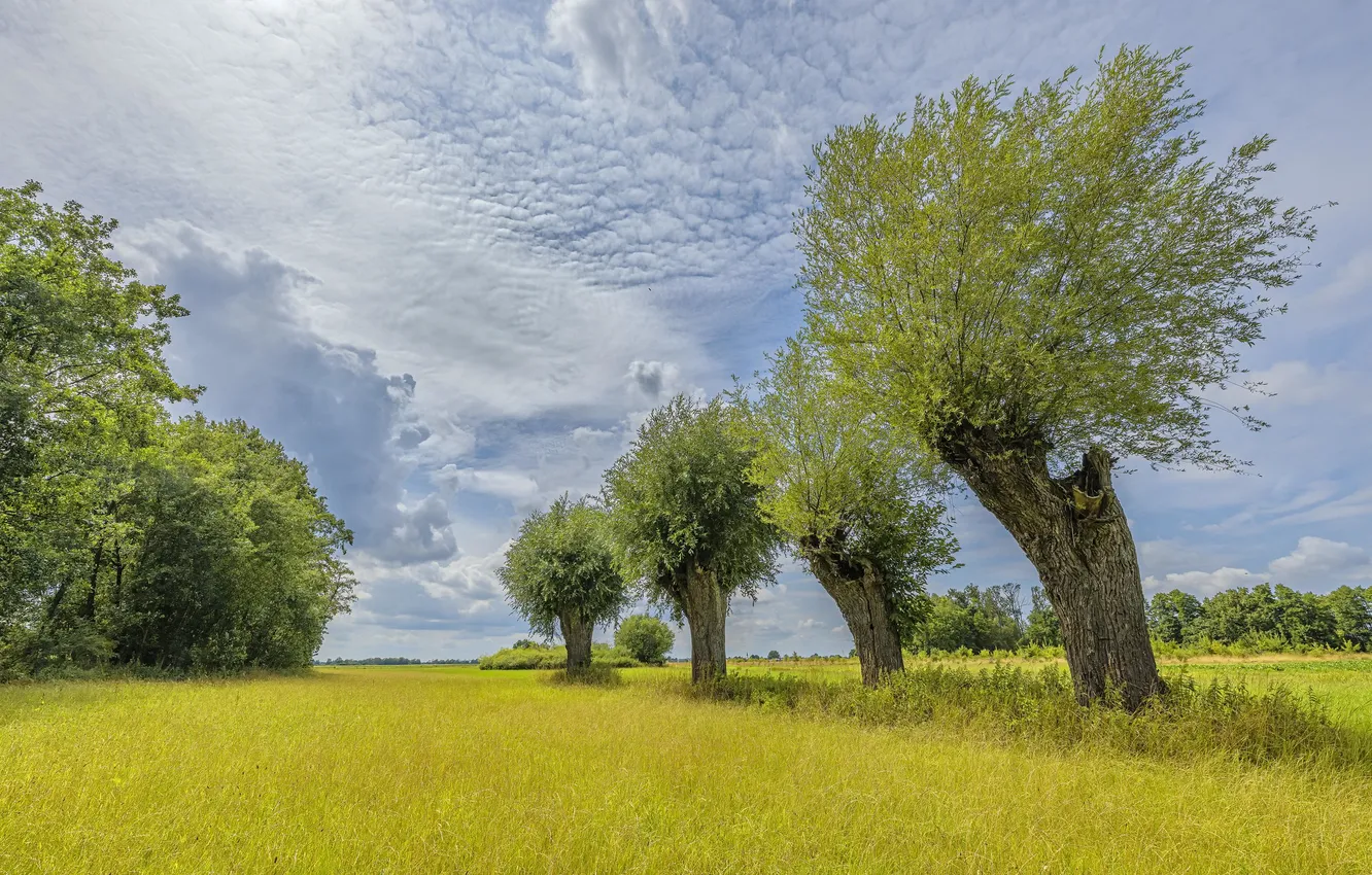Photo wallpaper field, summer, trees