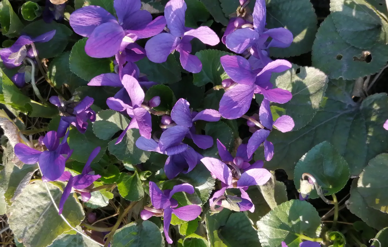 Photo wallpaper flowers, spring, violet