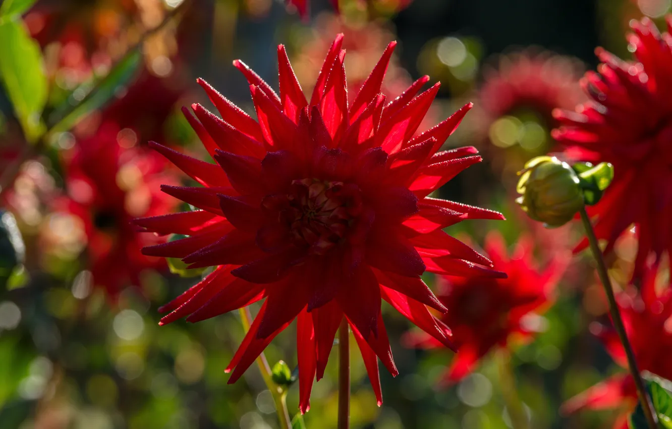 Photo wallpaper macro, light, red, bokeh, dahlias