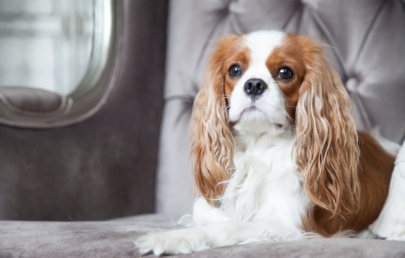 Photo wallpaper dog, chic, the cavalier king Charles Spaniel