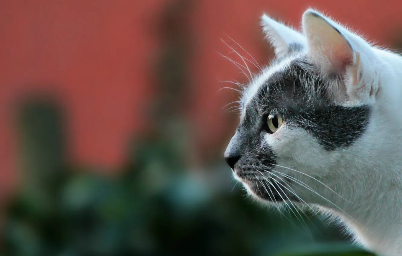 Photo wallpaper cat, look, background, portrait, muzzle, profile