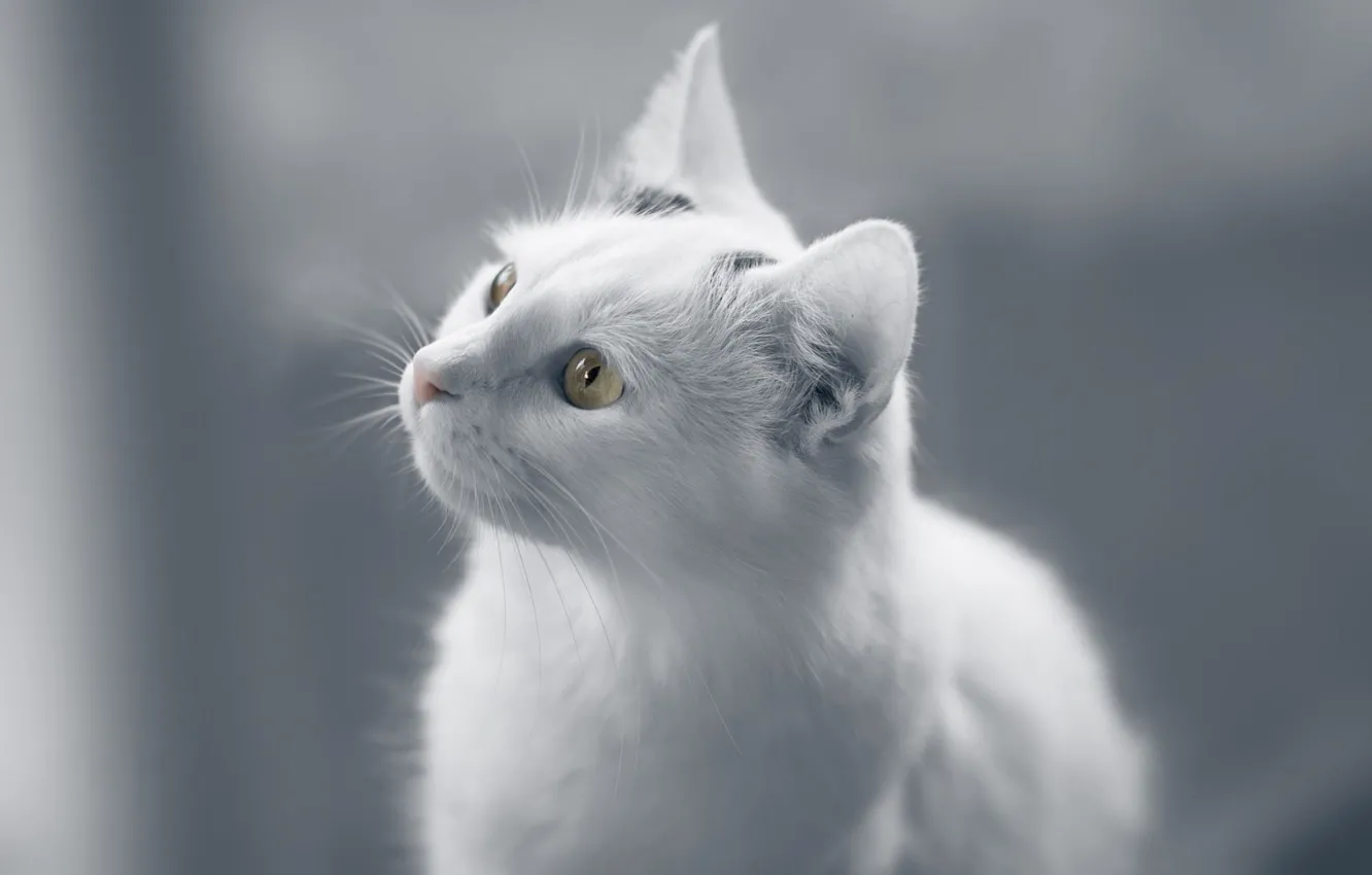 Photo wallpaper cat, white, eyes, cat, look, background, portrait, monochrome