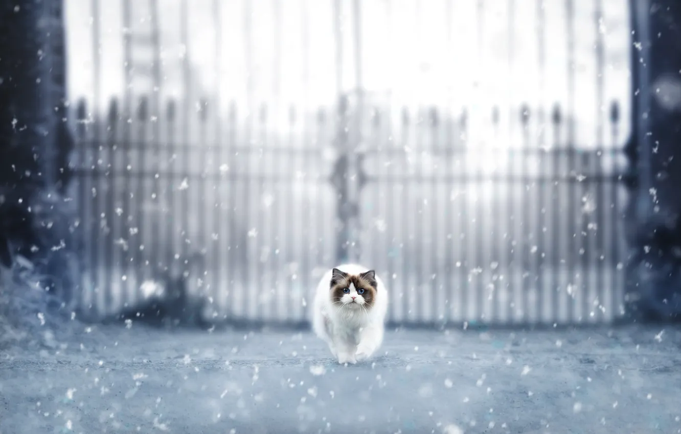 Photo wallpaper winter, road, cat, cat, snow, the fence, gate, muzzle